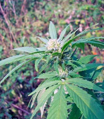 Сорт марихуаны Phatt Fruity