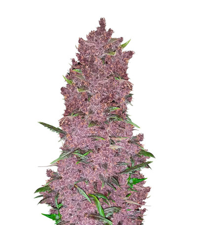 Purple Lemonade Auto fem (FastBuds) семена конопли
