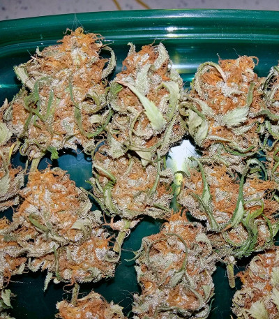 Royal Dwarf auto fem (Royal Queen Seeds) семена конопли