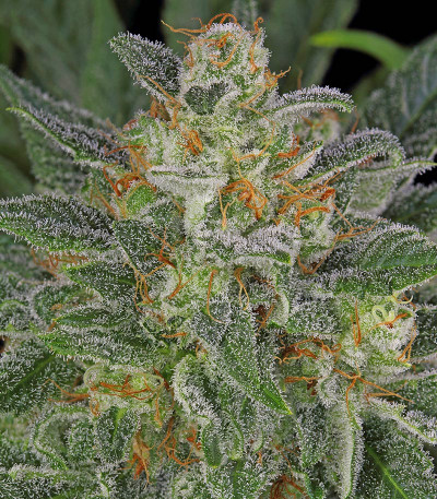 Serious Kush fem (Serious Seeds) семена конопли