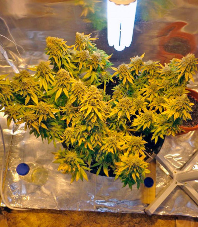 Shark fem (Pyramid Seeds) семена конопли