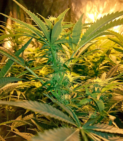 Big Bud (Snow White) reg (Nirvana Seeds) семена конопли