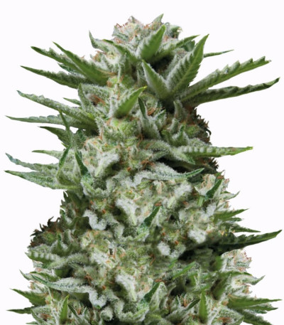 Sweet Madness fem семена конопли (Trikoma Seeds)