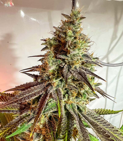 HighCloudZ fem (Green House Seeds) семена конопли