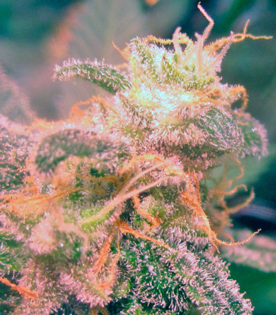Jack 47 fem (Sweet Seeds) семена конопли