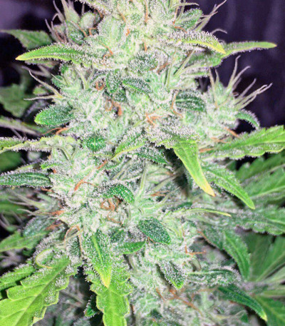 Kalashnikova Auto fem семена конопли