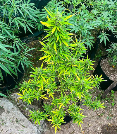 Original Moby Dick Auto fem (FastBuds) семена конопли