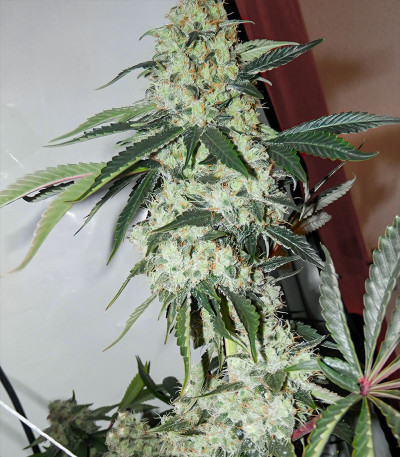 Red Diesel fem (Barney's Farm) семена конопли