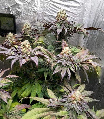 Runtz Muffin от Barney’s Farm семена конопли