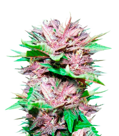 Auto Dark Purple fem (Delicious Seeds) семена конопли