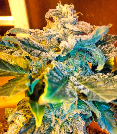 Afghan Kush Ryder Auto fem (World of Seeds) семена конопли