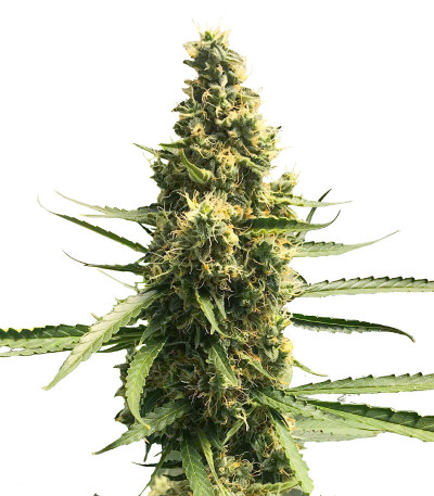 Ak Skunk Auto fem (Kalashnikov Seeds) семена конопли