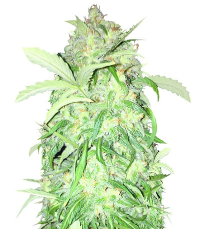 AK Full Auto fem (Sumo Seeds) семена конопли