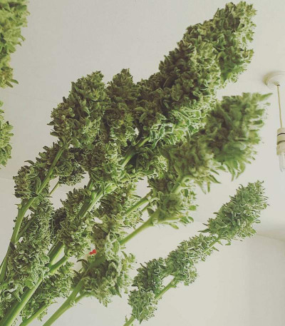 Amnesia Haze Auto Fem (Vision Seeds) семена конопли