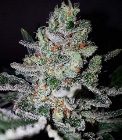 Amnesia Haze Auto Fem (Vision Seeds) семена конопли