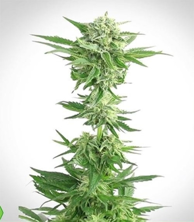 Amnesia Haze Automatic fem (Royal Queen Seeds) семена конопли