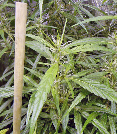 Семена конопли Arjan's Ultra Haze #1