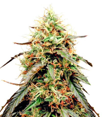 Auto Power Plant (Dutch Passion) семена конопли