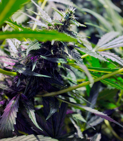 Auto Northern Light fem (Bulk Seed Bank) семена конопли