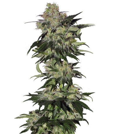 Beyond the Brain reg семена конопли