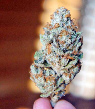 Black D.O.G. fem семена конопли