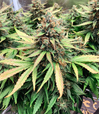 Bruce Banner Auto (Monster Genetics) семена конопли