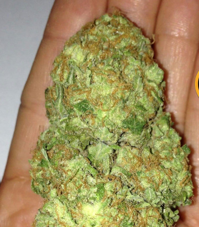 Critical Chronic fem (Sumo Seeds) семена конопли