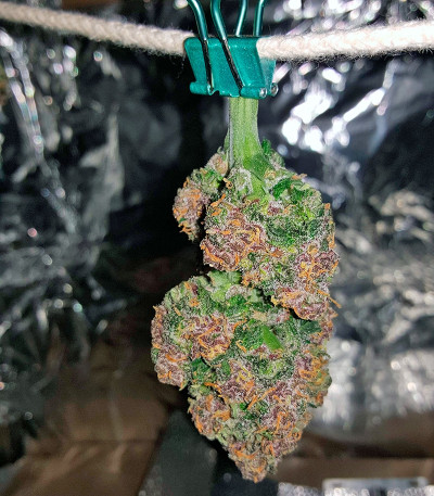 Dark Devil Auto fem (Sweet Seeds) семена конопли