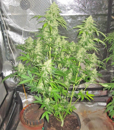 Devotchka Auto fem (Doctor’s Choice) семена конопли