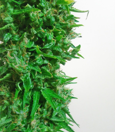 Devotchka Auto fem (Doctor’s Choice) семена конопли