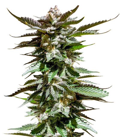 Girl Scout Cookies fem семена конопли