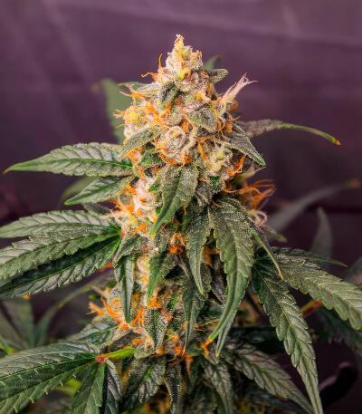 Ghost Chem OG Autoflower fem (Seedkeepers) семена конопли
