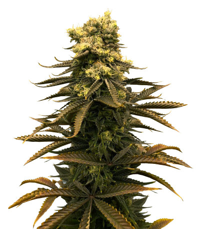 Glue Kripple fem (Dr. Krippling Seeds) семена конопли