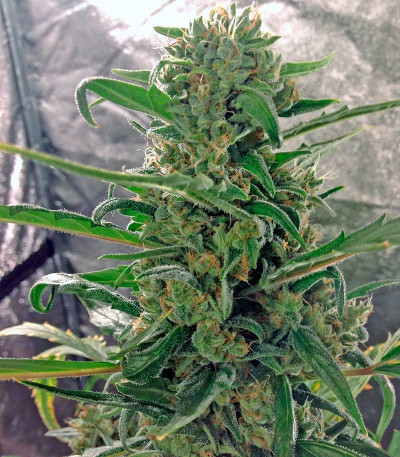 Green Crack Auto fem (FastBuds) семена конопли
