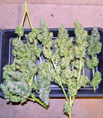 Hobbit Auto (Ginger Punch Auto) fem семена конопли