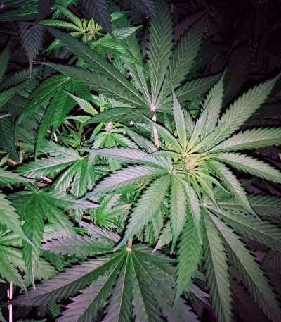 Jägg Kush fem (Delicious Seeds) семена конопли