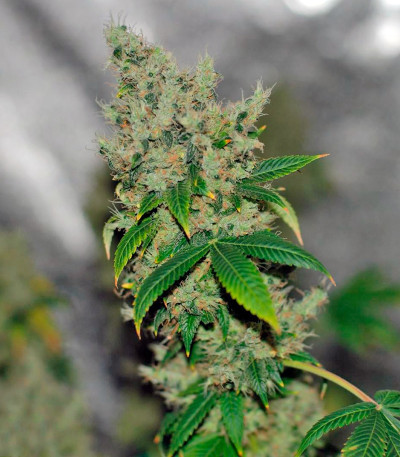 K-Train fem (Green House Seeds) семена конопли