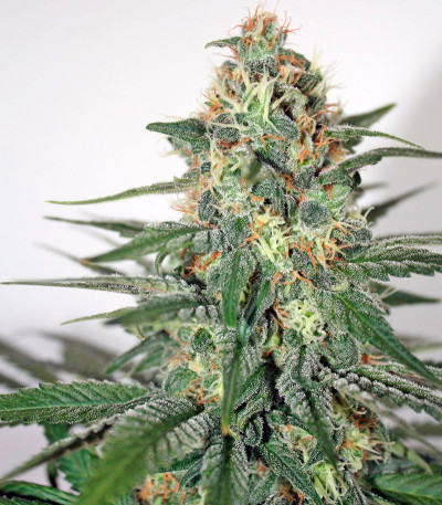 Krystalica reg семена конопли