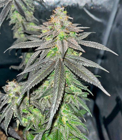 Lemon Cherry Gelato fem от Barney's Farm семена конопли