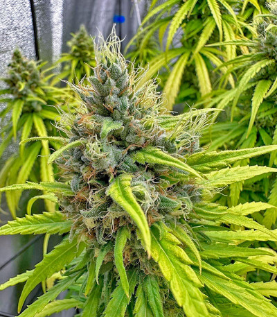 Lemon Drizzle fem (Barney's Farm) семена конопли