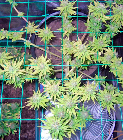 Mazar X White Rihno fem (World of Seeds) семена конопли