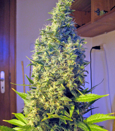 Point of No Return reg семена конопли