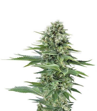 Power Flower fem (Royal Queen Seeds) семена конопли