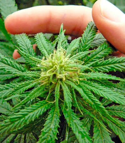 Pure Power Plant fem (Nirvana Seeds) семена конопли