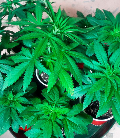 Super Skunk fem (Vision Seeds) семена конопли