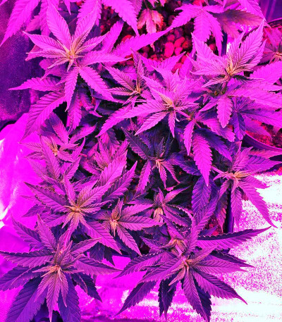 Sweet Critical fem (00 Seeds) семена конопли