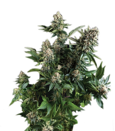 White Widow fem (Pyramid Seeds) семена конопли
