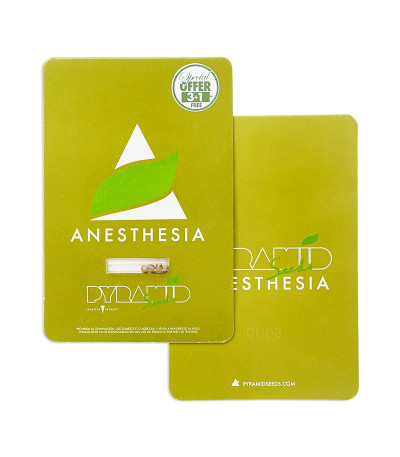 Anesthesia fem (Pyramid Seeds) семена конопли