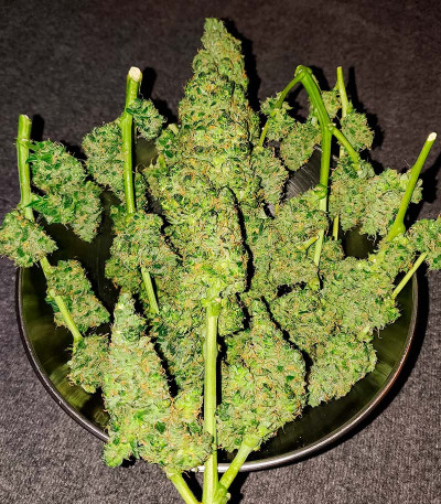 Auto Chocolate Kush fem (00 Seeds) семена конопли