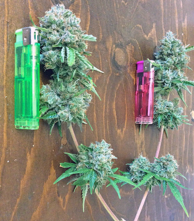 Big Bang Auto fem каннабис